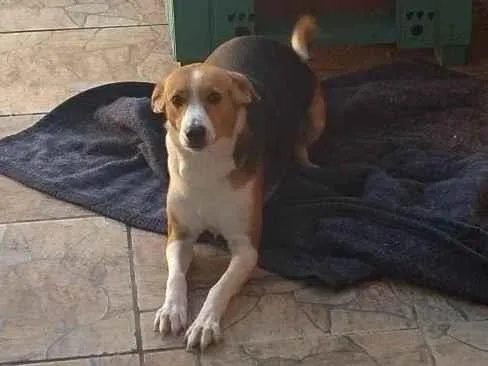 Cachorro ra a Vira Latas idade 1 ano nome Saori