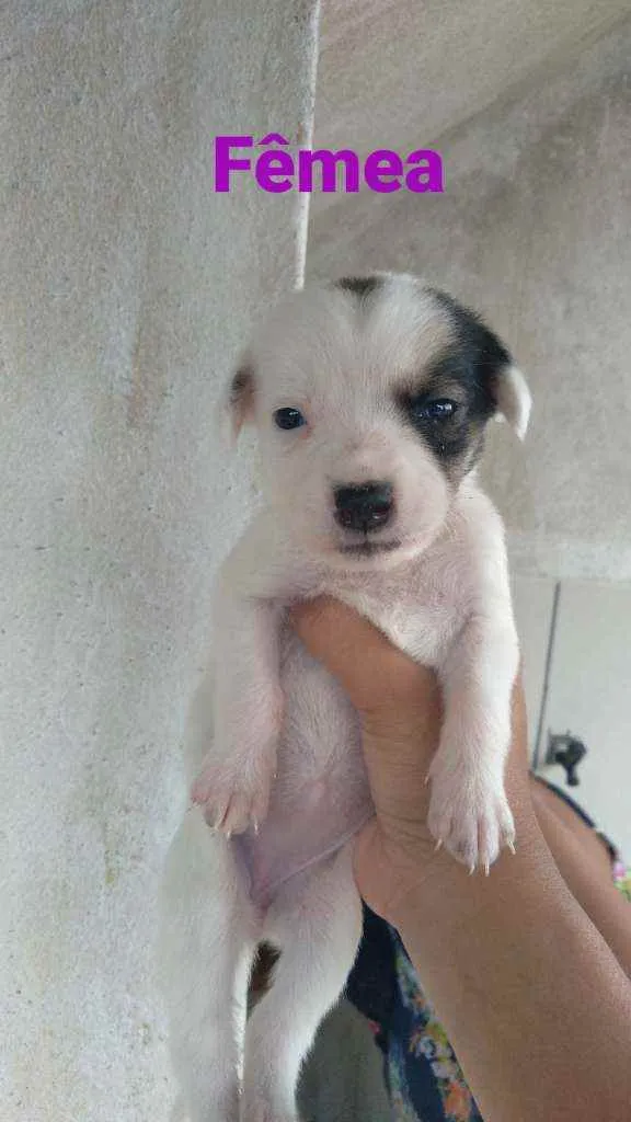 Cachorro ra a Dálmata com vira lata idade Abaixo de 2 meses nome Sem nomes ainda