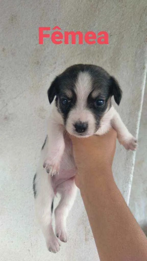 Cachorro ra a Dálmata com vira lata idade Abaixo de 2 meses nome Sem nomes ainda