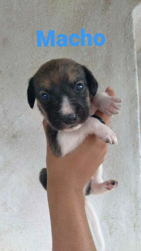 Cachorro ra a Dálmata com vira lata idade Abaixo de 2 meses nome Sem nomes ainda