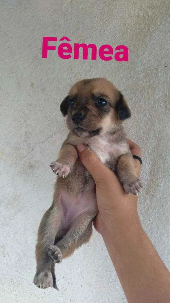 Cachorro ra a Dálmata com vira lata idade Abaixo de 2 meses nome Sem nomes ainda