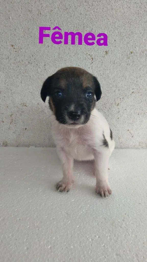 Cachorro ra a Dálmata com vira lata idade Abaixo de 2 meses nome Sem nomes ainda