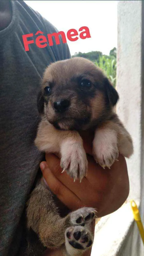 Cachorro ra a Dálmata com vira lata idade Abaixo de 2 meses nome Sem nomes ainda