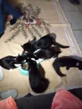 Gatinho fofo