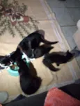 Gatinho fofo