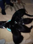 Gatinho fofo