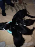 Gatinho fofo