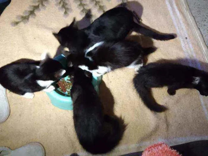 Gato ra a Normal idade  nome Gatinho fofo