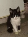 Gatinho fofo