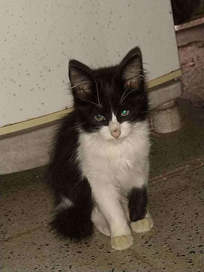 Gato ra a Normal idade  nome Gatinho fofo