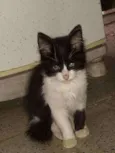 Gatinho fofo