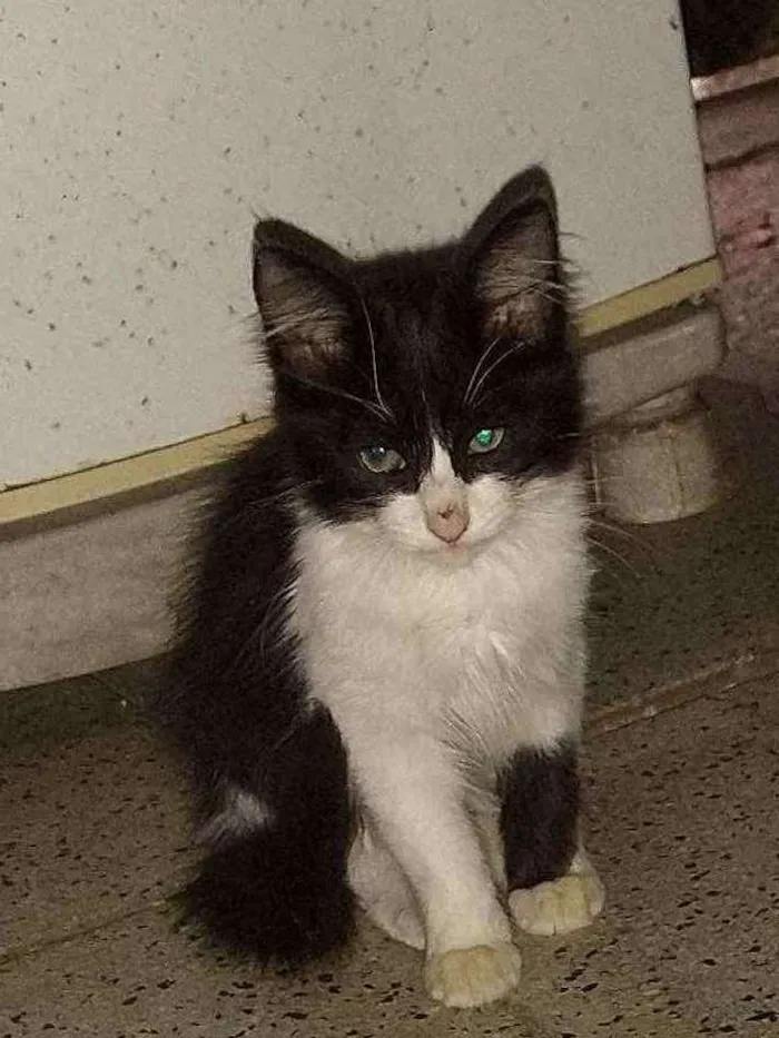 Gato ra a Normal idade  nome Gatinho fofo