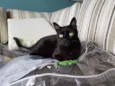 Bibi 
