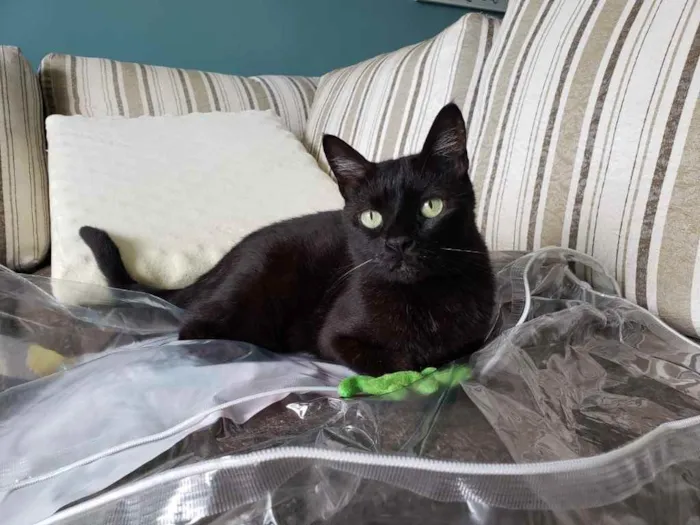 Gato raça SRD idade 6 ou mais anos nome Bibi 