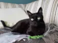 Bibi 