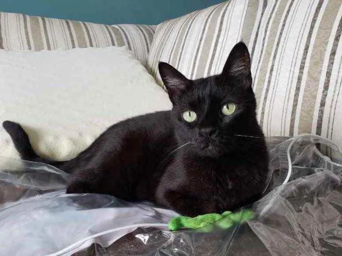 Gato raça SRD idade 6 ou mais anos nome Bibi 