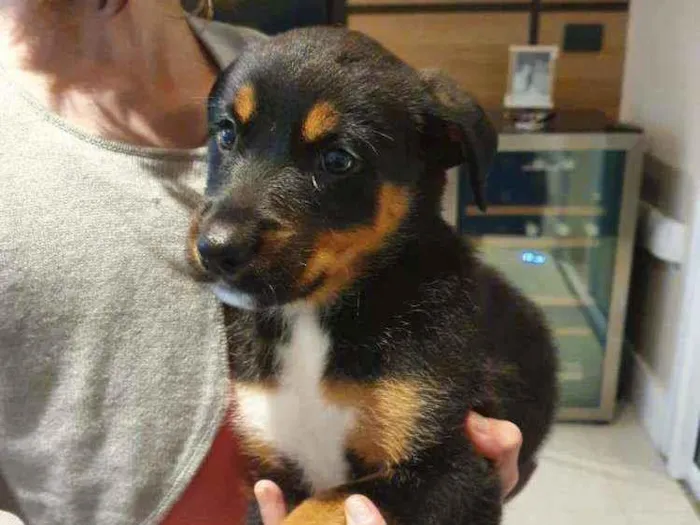 Cachorro raça SRD  idade 2 a 6 meses nome Ayla 