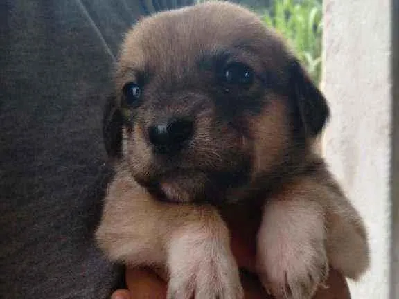 Cachorro ra a Dálmata com vira lata idade Abaixo de 2 meses nome Sem nomes ainda