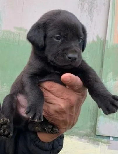 Cachorro ra a SRD-ViraLata idade Abaixo de 2 meses nome filhotinhos