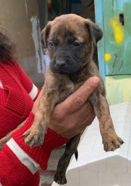 Cachorro ra a SRD-ViraLata idade Abaixo de 2 meses nome filhotinhos