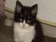 Gatinho fofo
