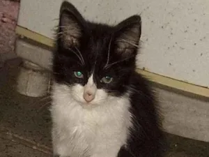 Gato raça Normal idade  nome Gatinho fofo