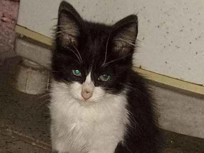 Gato ra a Normal idade  nome Gatinho fofo