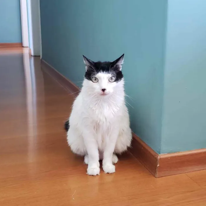 Gato raça SRD idade 6 ou mais anos nome Cacau