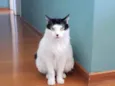 Cacau