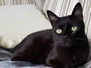 Gato raça SRD idade 6 ou mais anos nome Bibi 