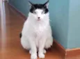 Cacau