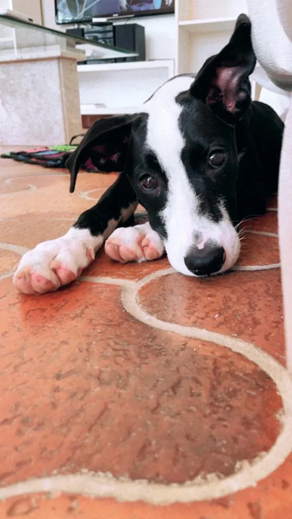 Cachorro raça SRD idade 2 a 6 meses nome Zeca