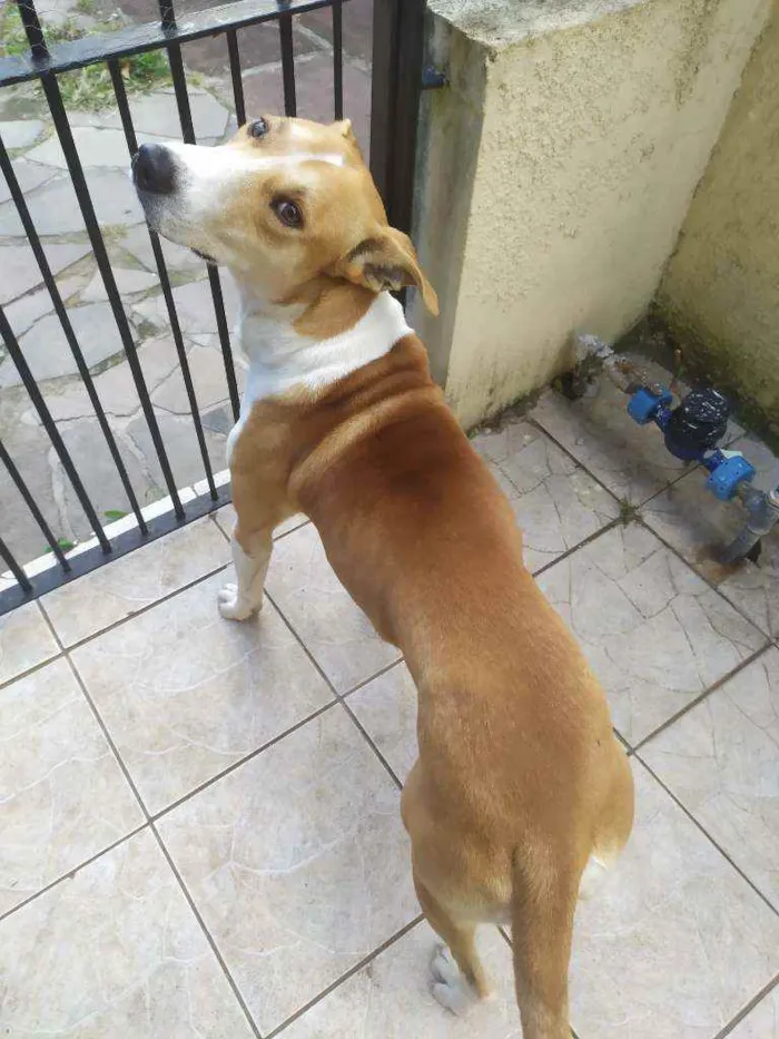 Cachorro ra a Mix galgo idade 2 anos nome Alemão