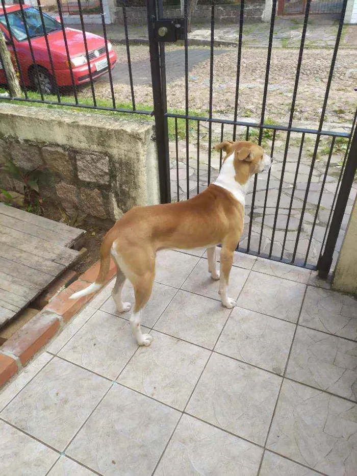 Cachorro ra a Mix galgo idade 2 anos nome Alemão