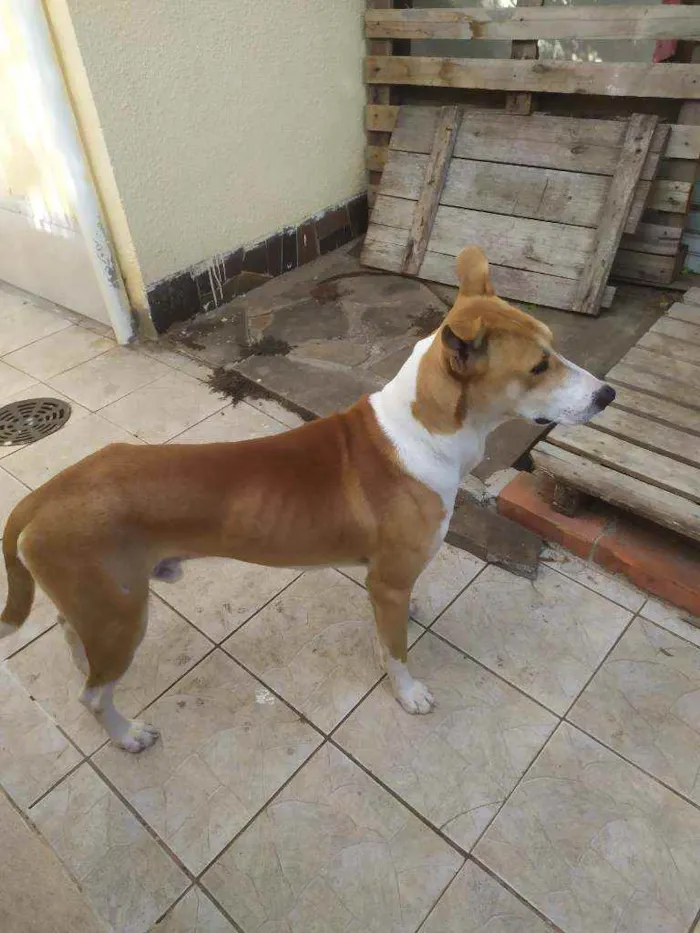 Cachorro ra a Mix galgo idade 2 anos nome Alemão