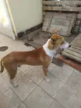 Alemão