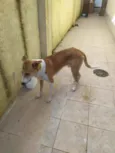 Alemão