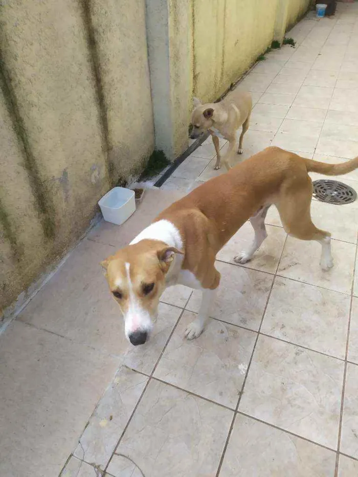 Cachorro ra a Mix galgo idade 2 anos nome Alemão