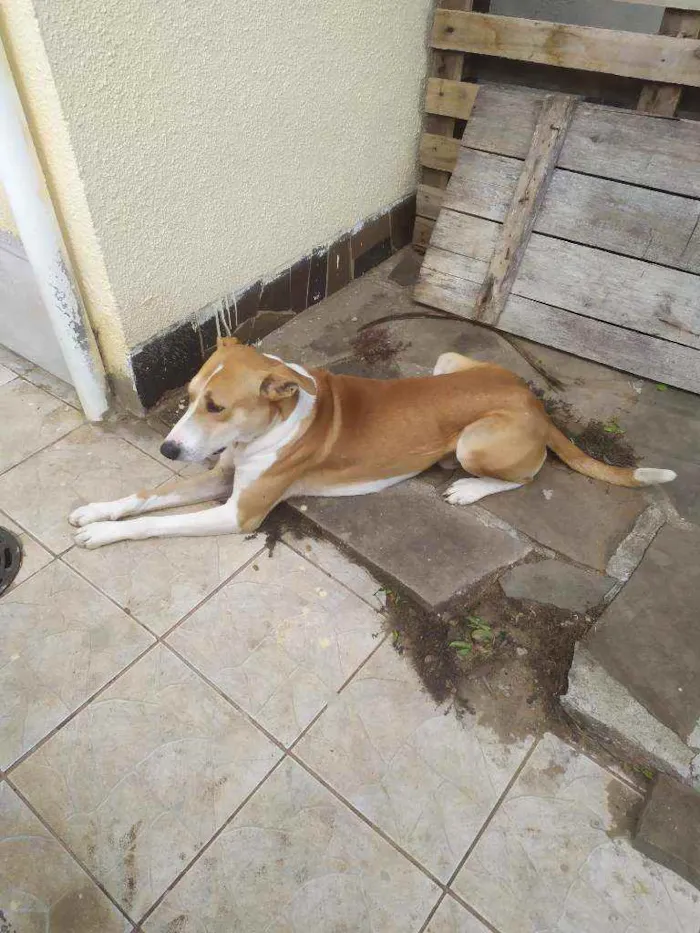 Cachorro ra a Mix galgo idade 2 anos nome Alemão