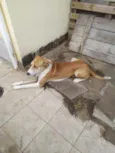 Alemão