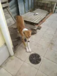 Alemão
