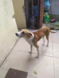 Alemão