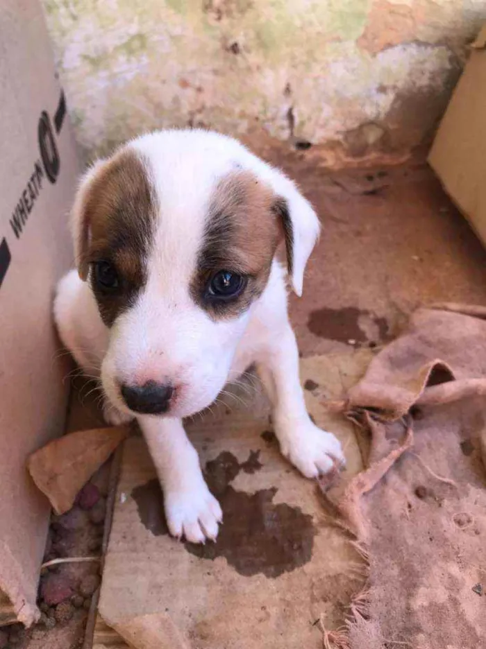 Cachorro ra a SRD idade Abaixo de 2 meses nome Ainda não tem nomes