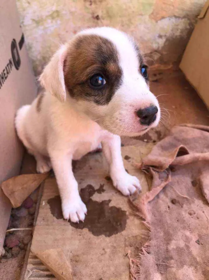 Cachorro ra a SRD idade Abaixo de 2 meses nome Ainda não tem nomes