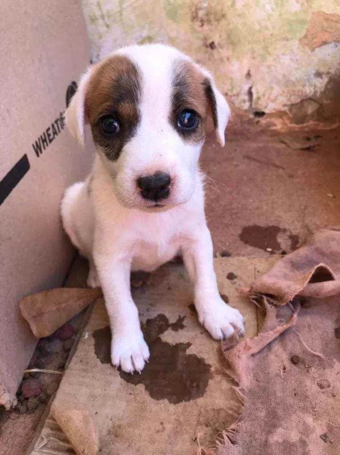 Cachorro ra a SRD idade Abaixo de 2 meses nome Ainda não tem nomes