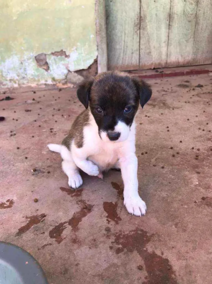 Cachorro ra a SRD idade Abaixo de 2 meses nome Ainda não tem nomes