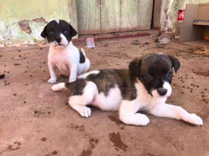 Cachorro ra a SRD idade Abaixo de 2 meses nome Ainda não tem nomes