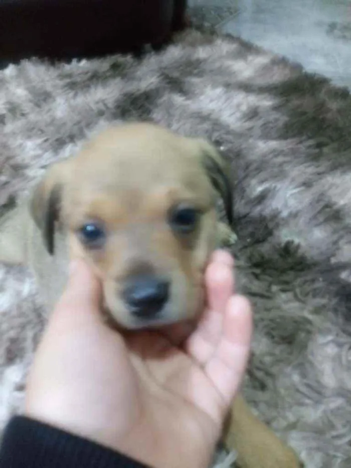 Cachorro ra a Indefinida idade Abaixo de 2 meses nome Sem Nomes são RN