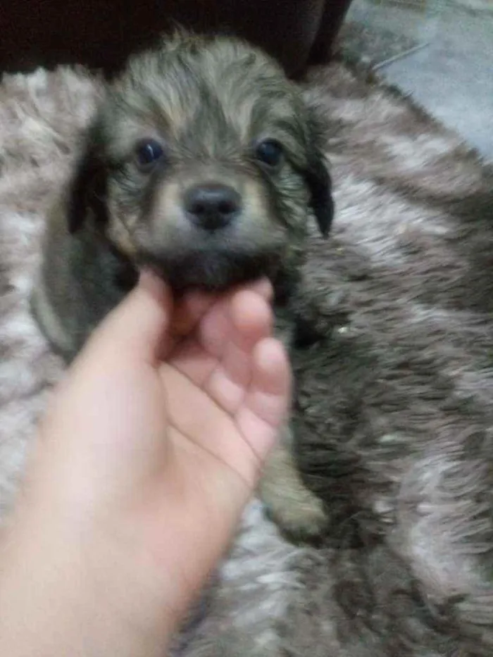 Cachorro ra a Indefinida idade Abaixo de 2 meses nome Sem Nomes são RN