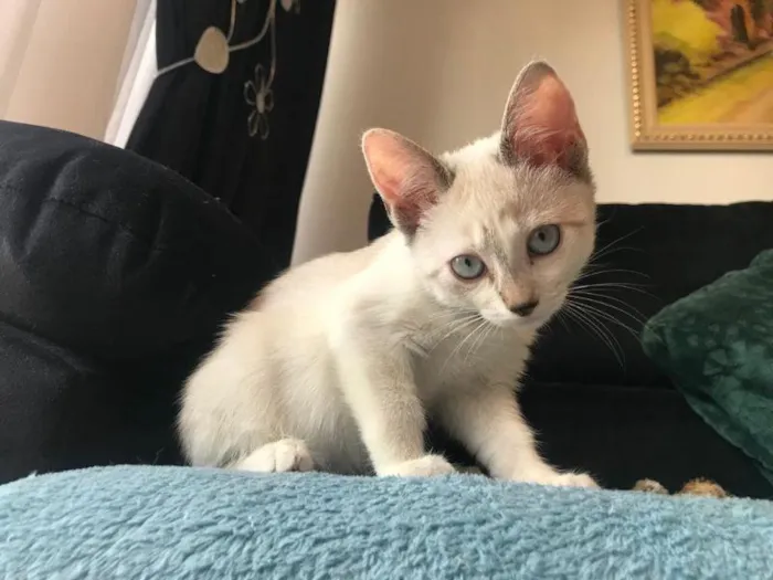 Gato raça SRD-ViraLata idade 2 a 6 meses nome Mulher Gavião 